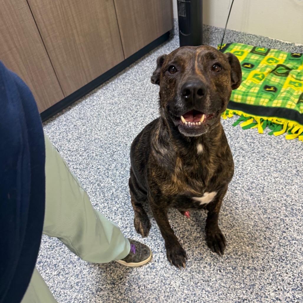 Enlarge Budha, a Adoptable mixed breed in Great Falls, MT image 5/6