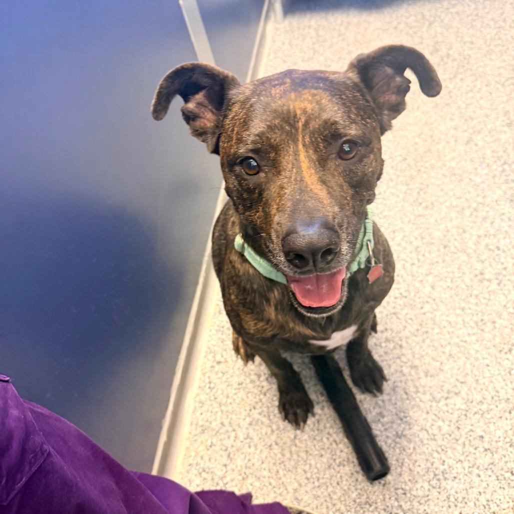 Enlarge Budha, a Adoptable mixed breed in Great Falls, MT image 6/6