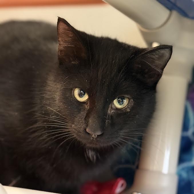 Shadow, Adoptable, Young Male Domestic Short Hair.