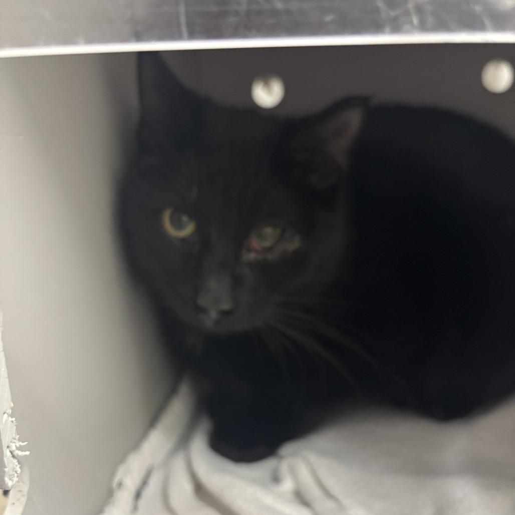 Shadow, Adoptable, Young Male Domestic Short Hair.