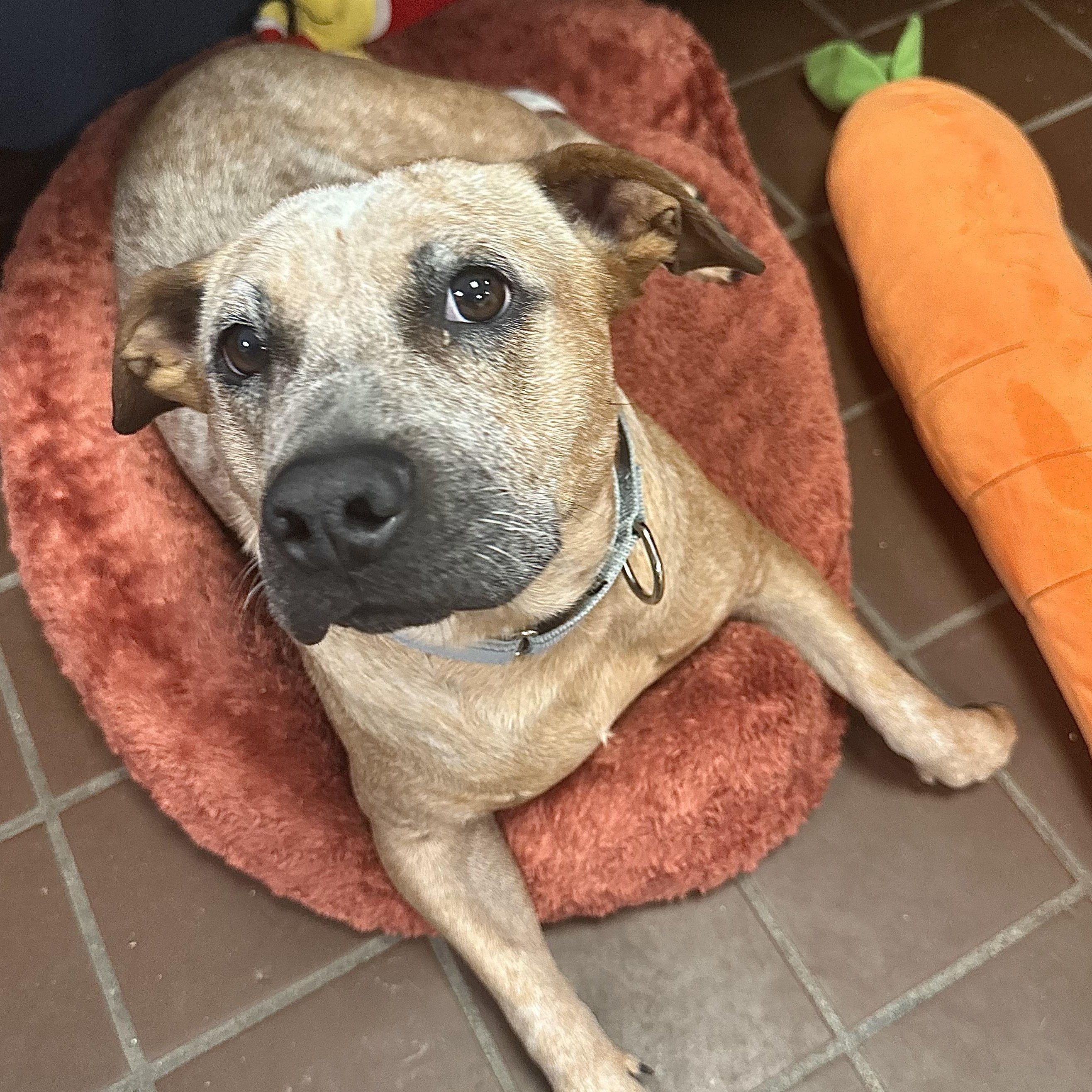 Tiny, a Adoptable Cattle Dog in Olean, NY image 4/5