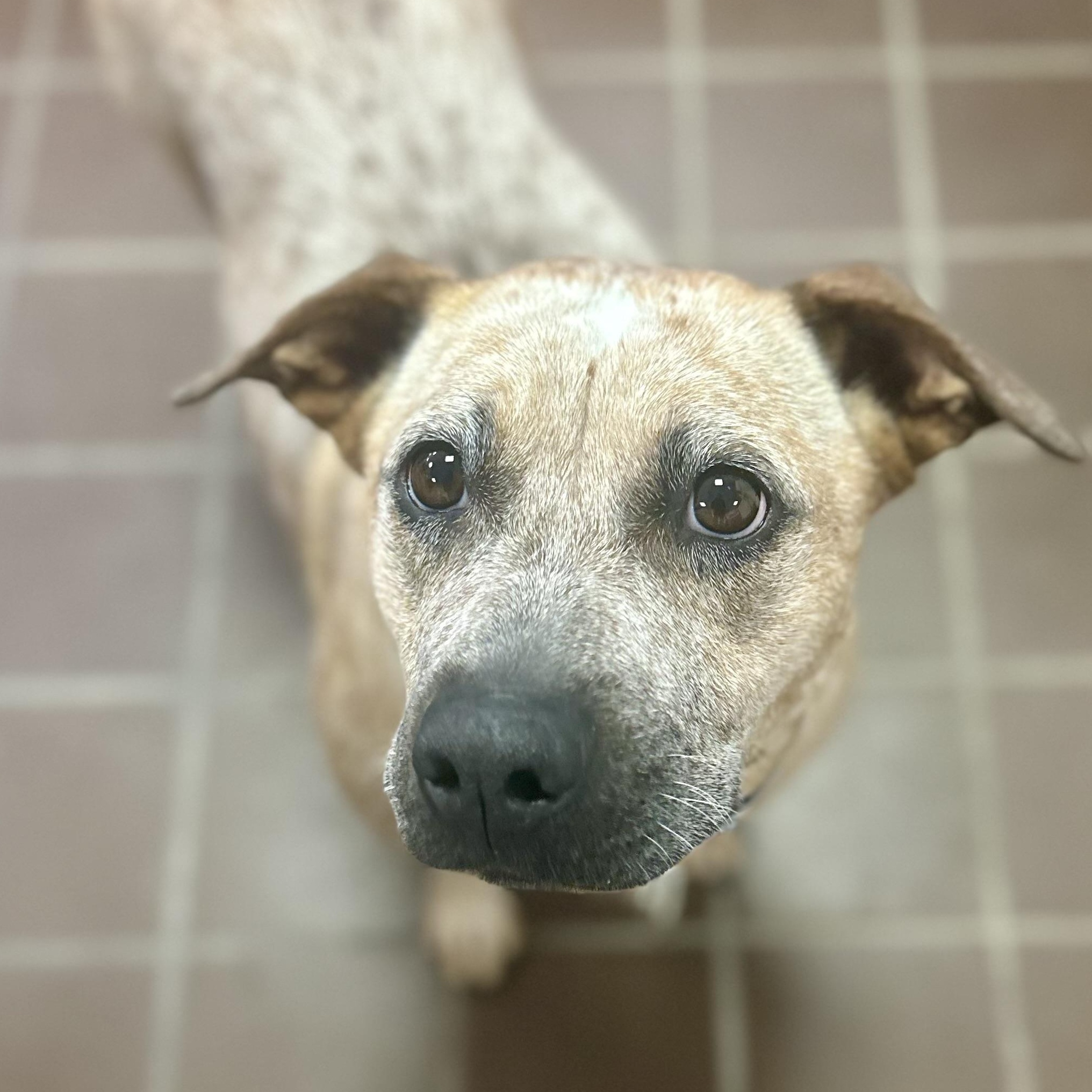 Tiny, a Adoptable Cattle Dog in Olean, NY image 1/5