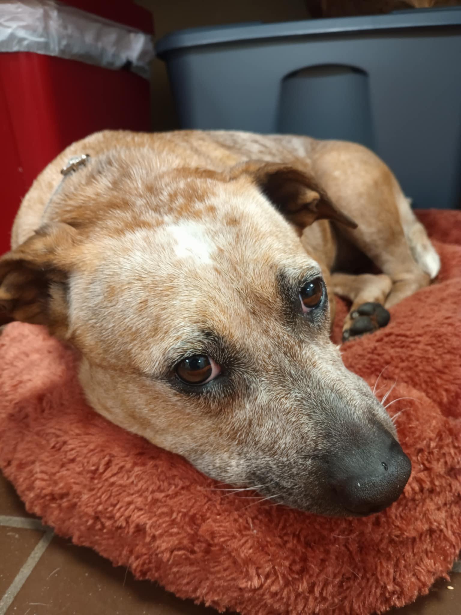 Tiny, a Adoptable Cattle Dog in Olean, NY image 5/5