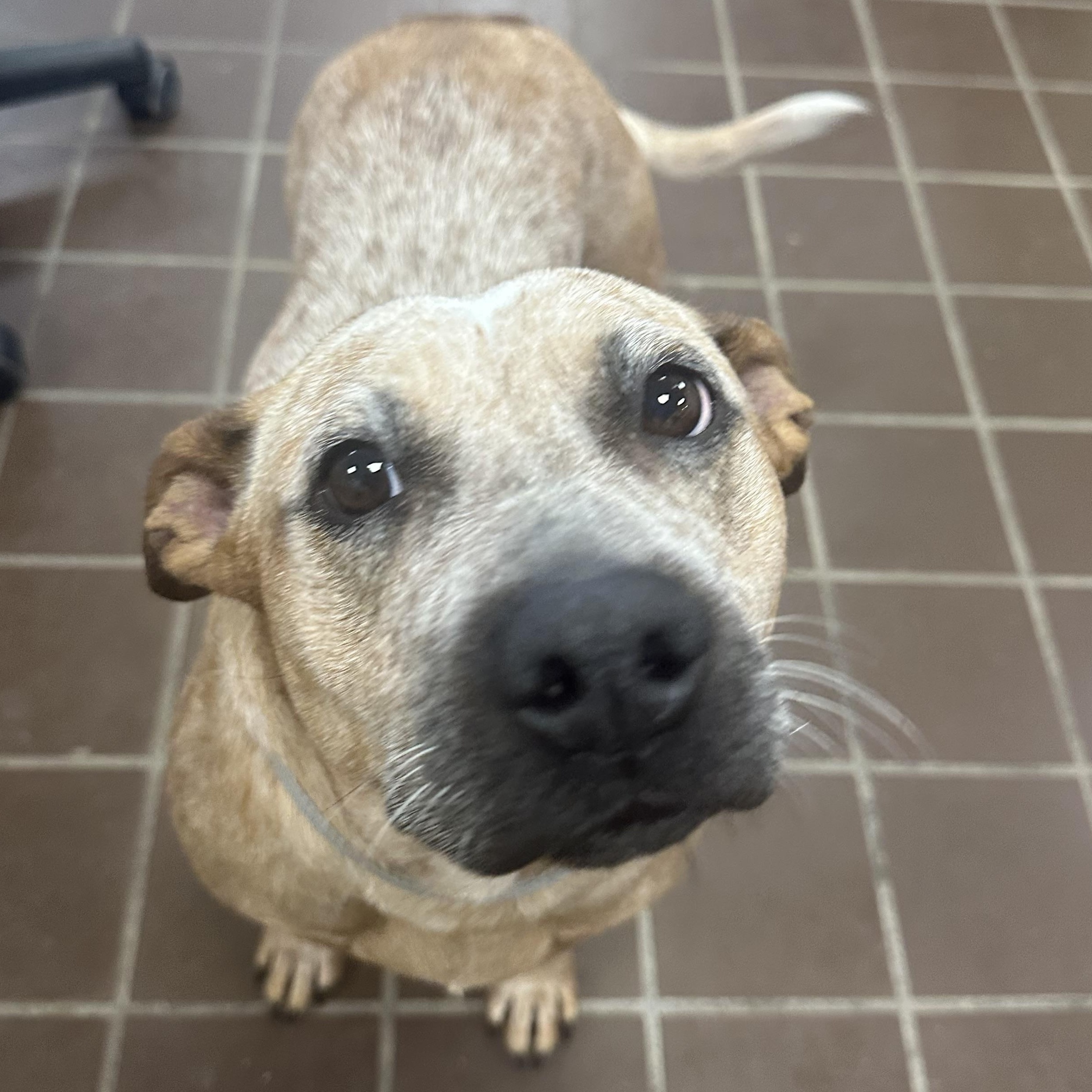 Tiny, a Adoptable Cattle Dog in Olean, NY image 2/5