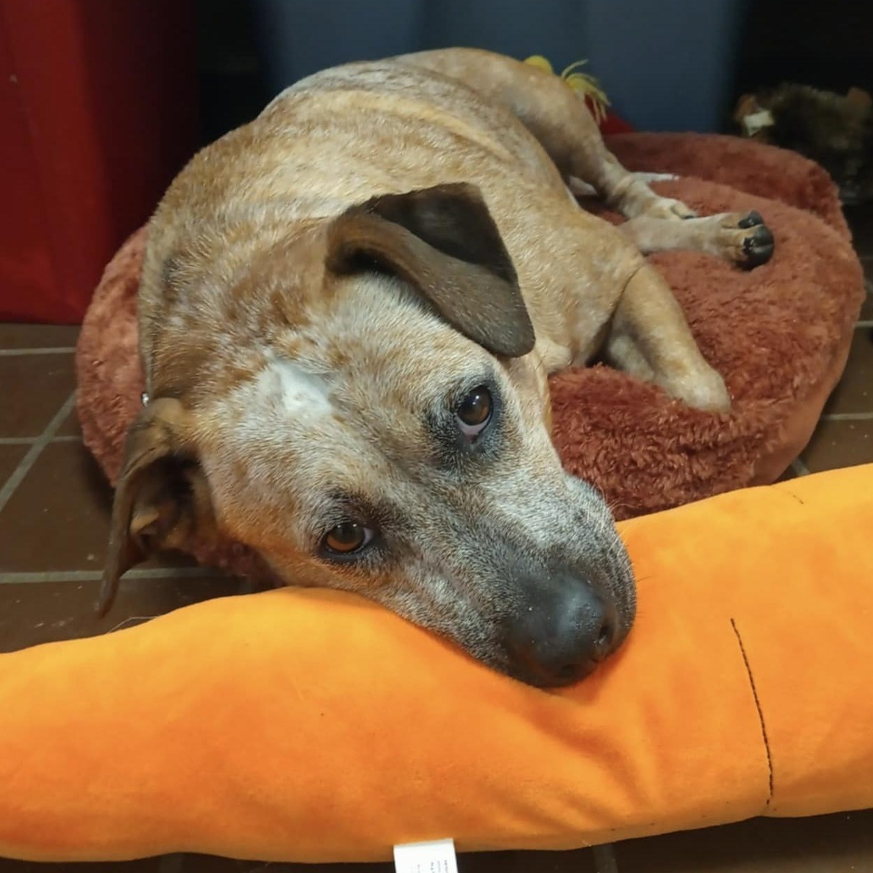 Tiny, a Adoptable Cattle Dog in Olean, NY image 3/5