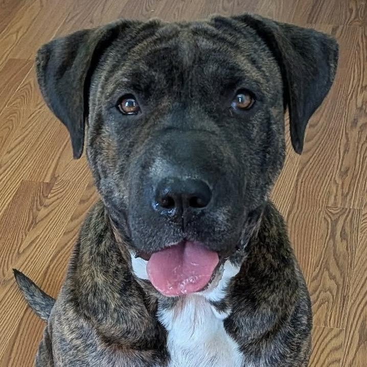Enlarge Roletta, a ADOPTABLE mixed breed in Cameron, NC image 1/1
