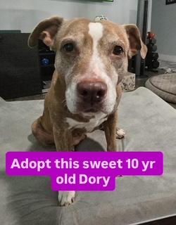 Enlarge Dory, an adopted mixed breed in St Petersburg, FL image 2/3