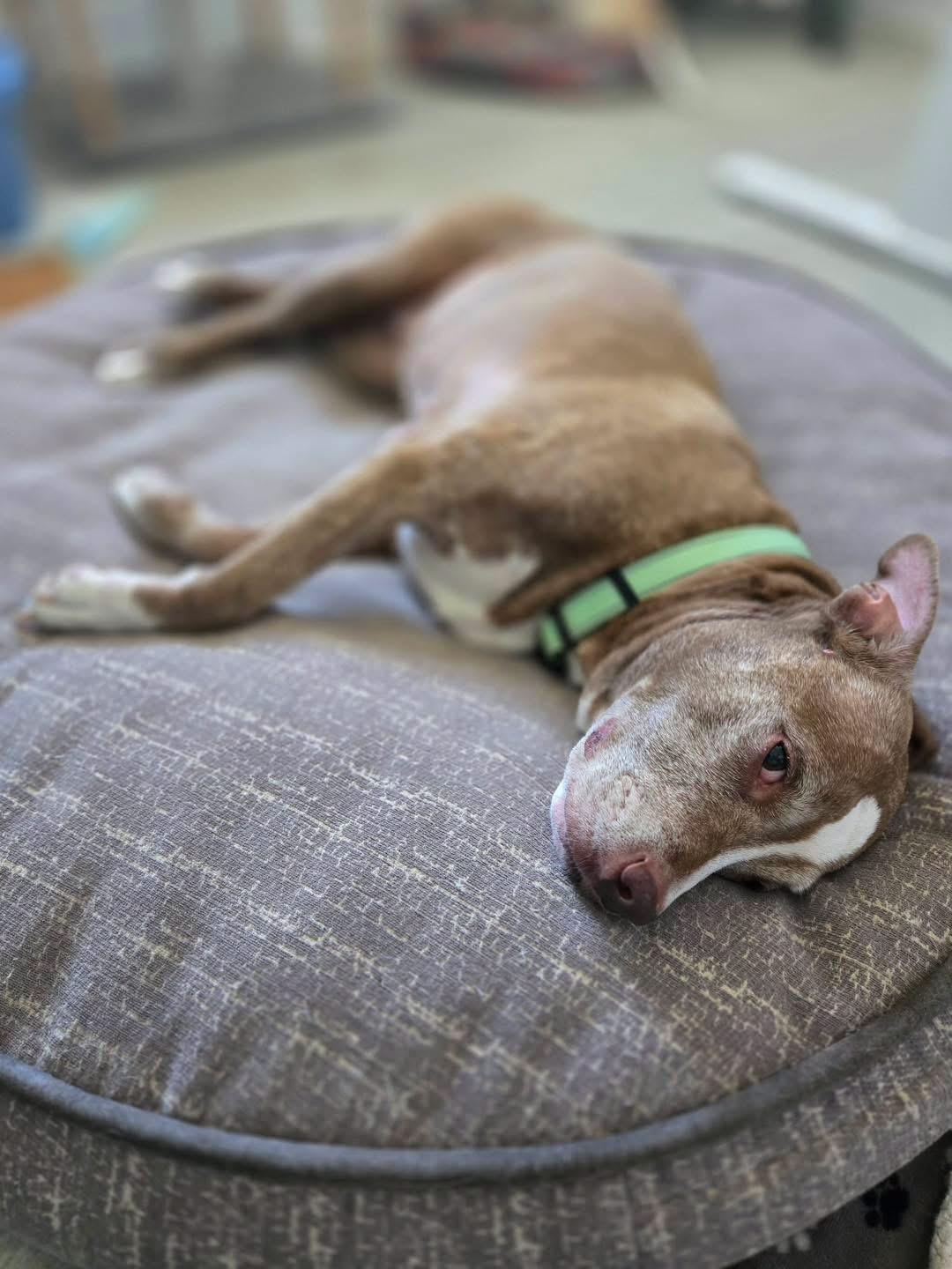 Dory, adopted, Senior Female Mixed Breed.