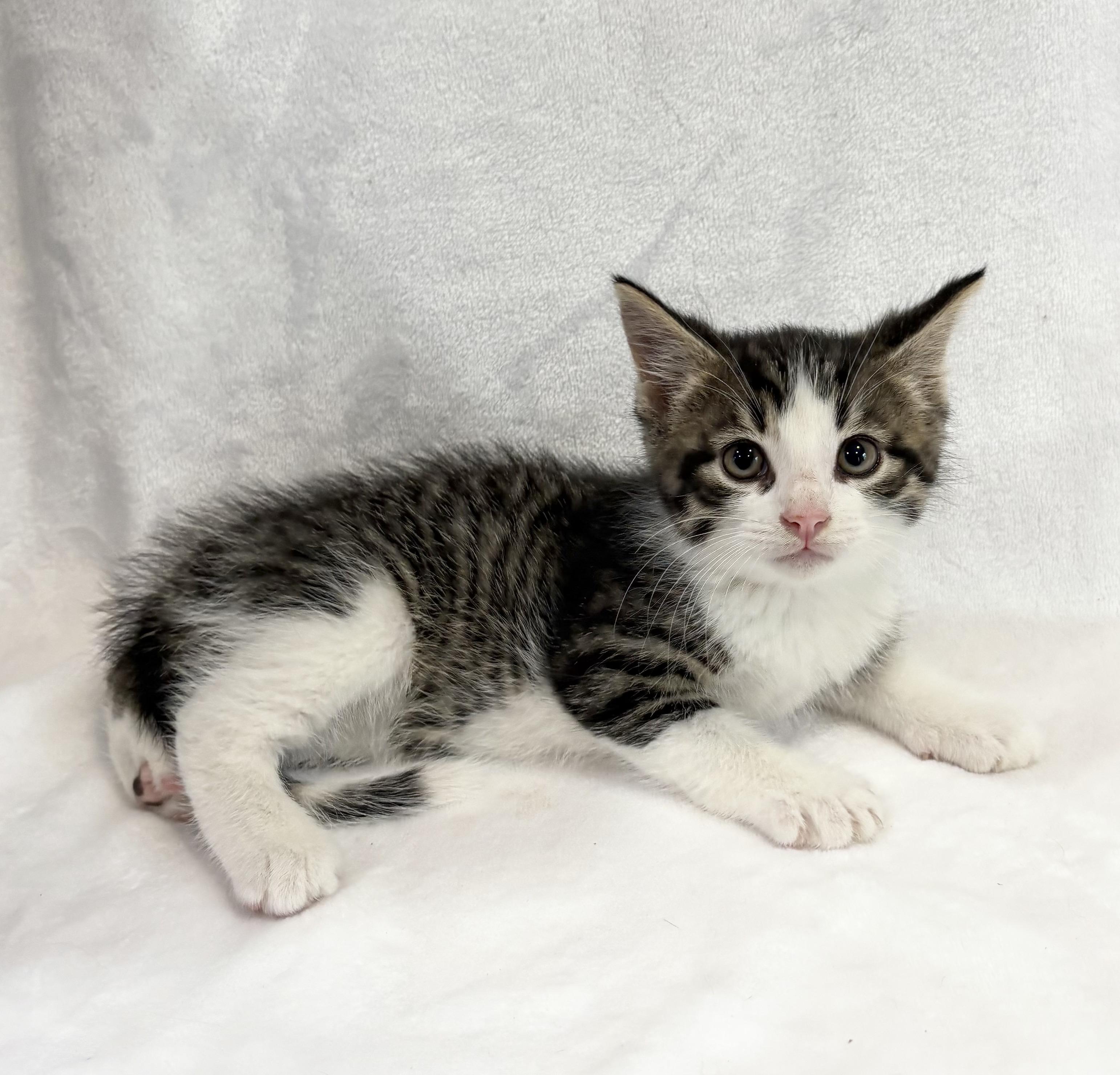 Enlarge PRINGLE, an adopted Domestic Short Hair in Tillsonburg, ON image 1/4