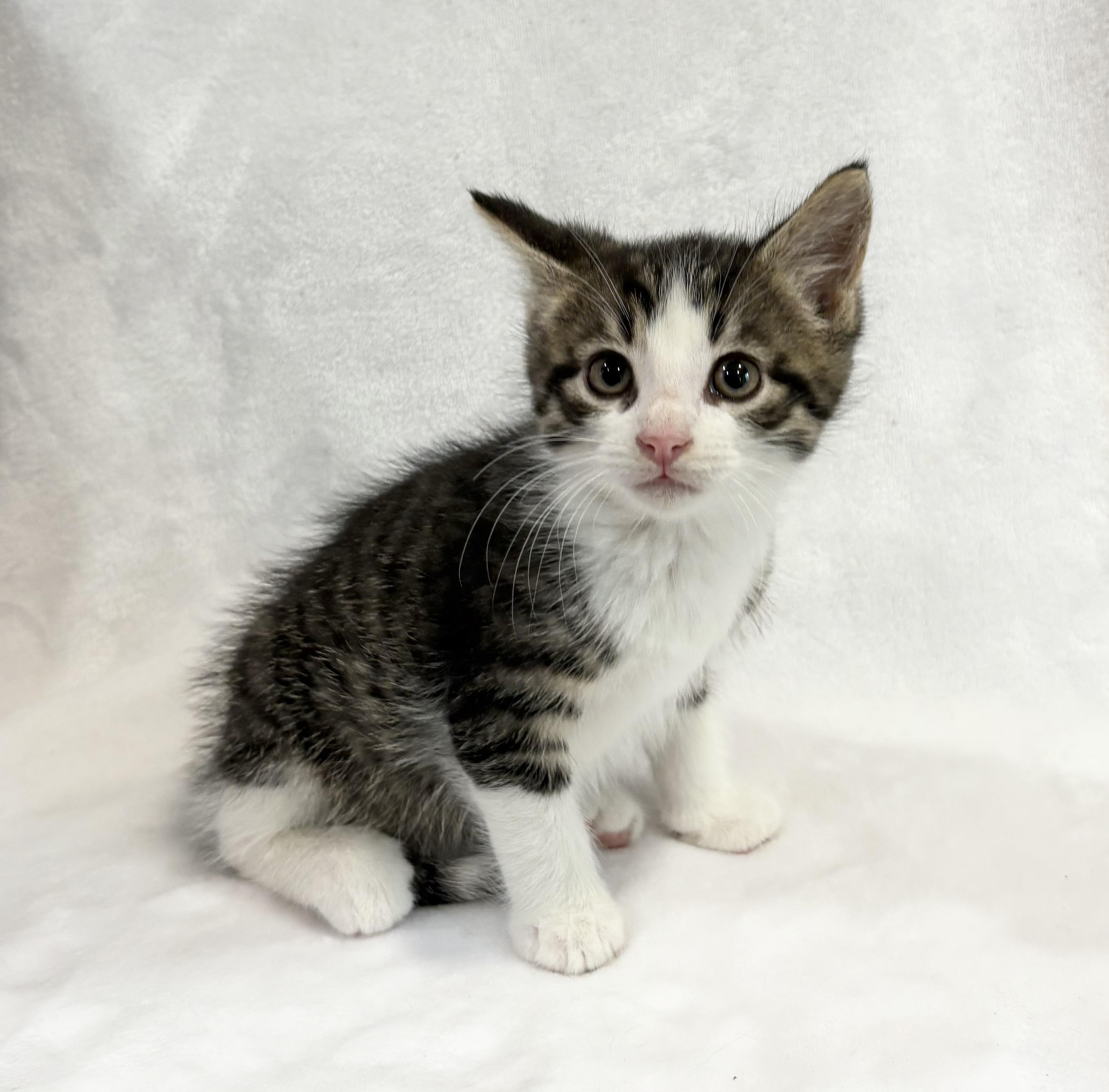 Enlarge PRINGLE, an adopted Domestic Short Hair in Tillsonburg, ON image 2/4