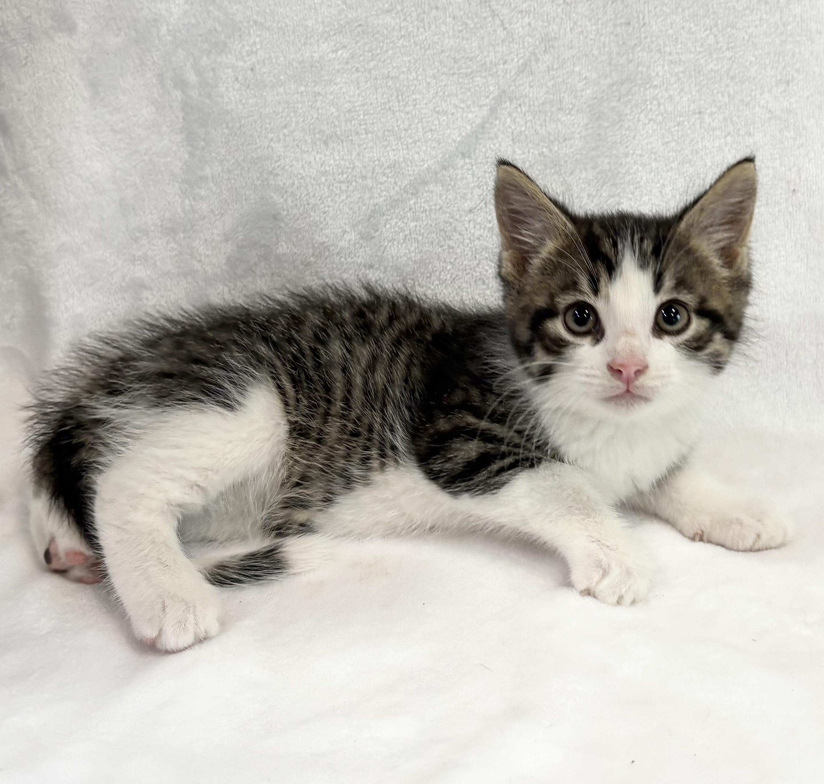 Enlarge PRINGLE, an adopted Domestic Short Hair in Tillsonburg, ON image 3/4