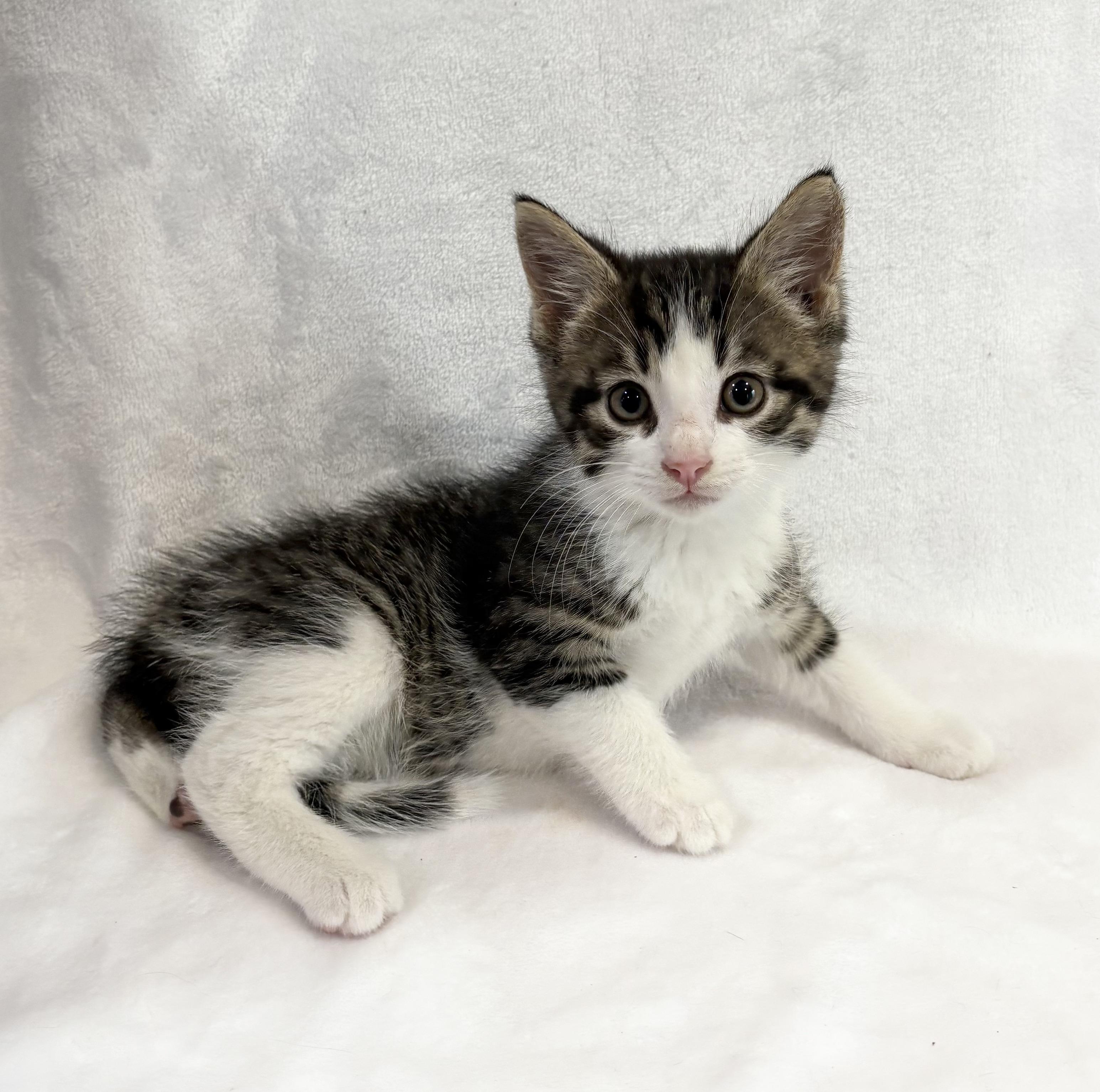 Enlarge PRINGLE, an adopted Domestic Short Hair in Tillsonburg, ON image 4/4