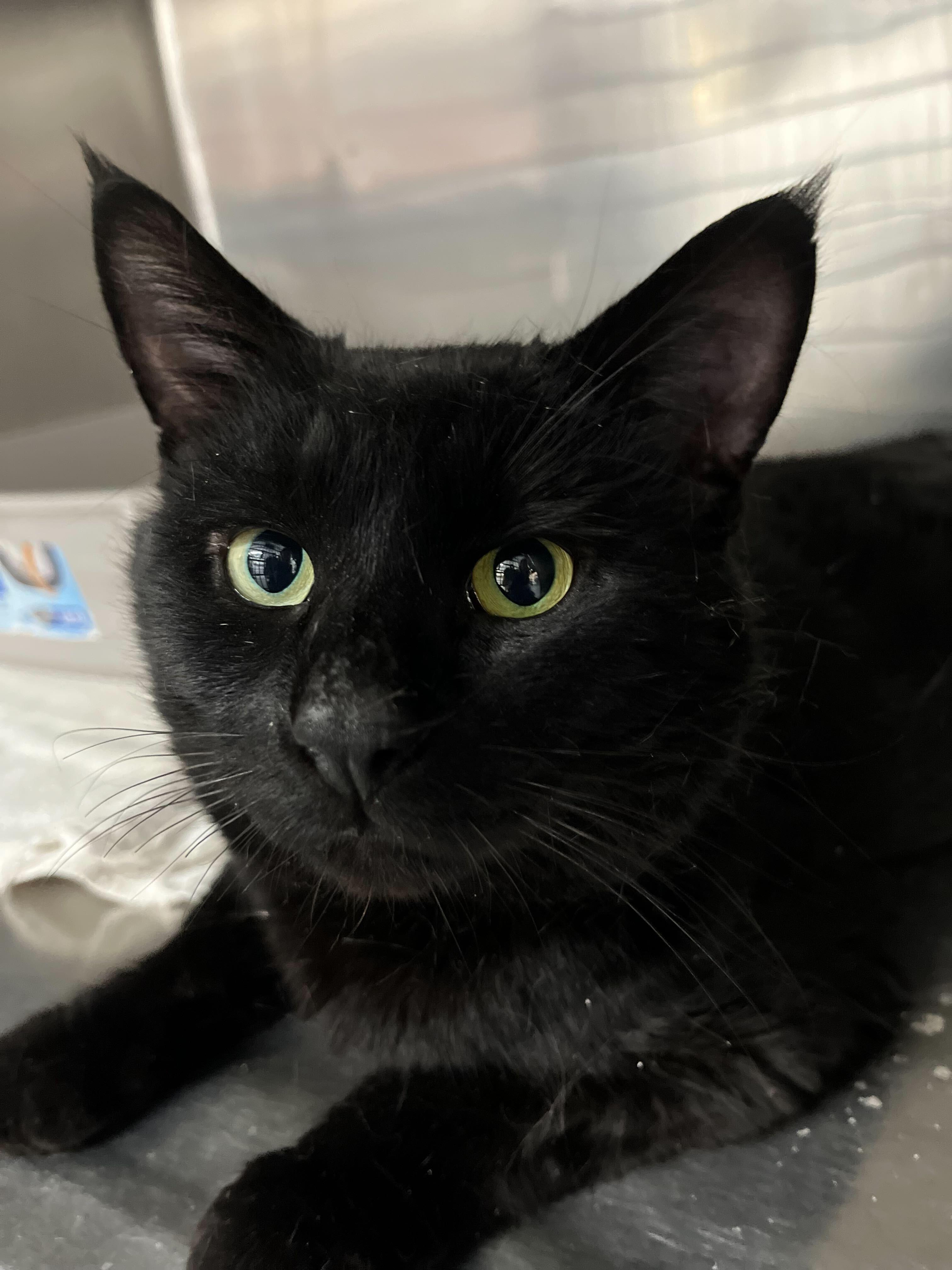 Leonard, adopted, Young Male Domestic Short Hair.