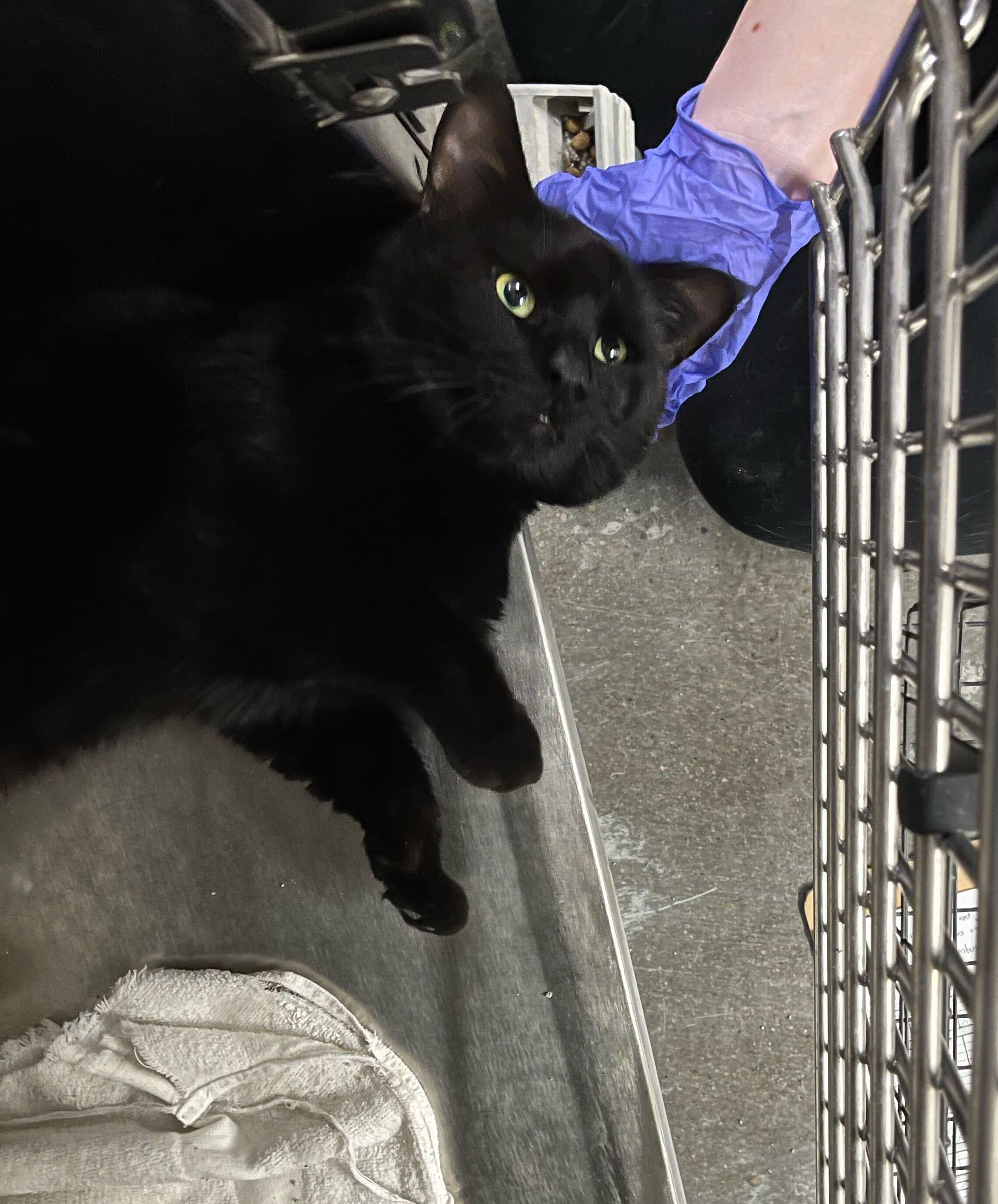 Enlarge Leonard, an adopted Domestic Short Hair in Waltham, MA image 4/4