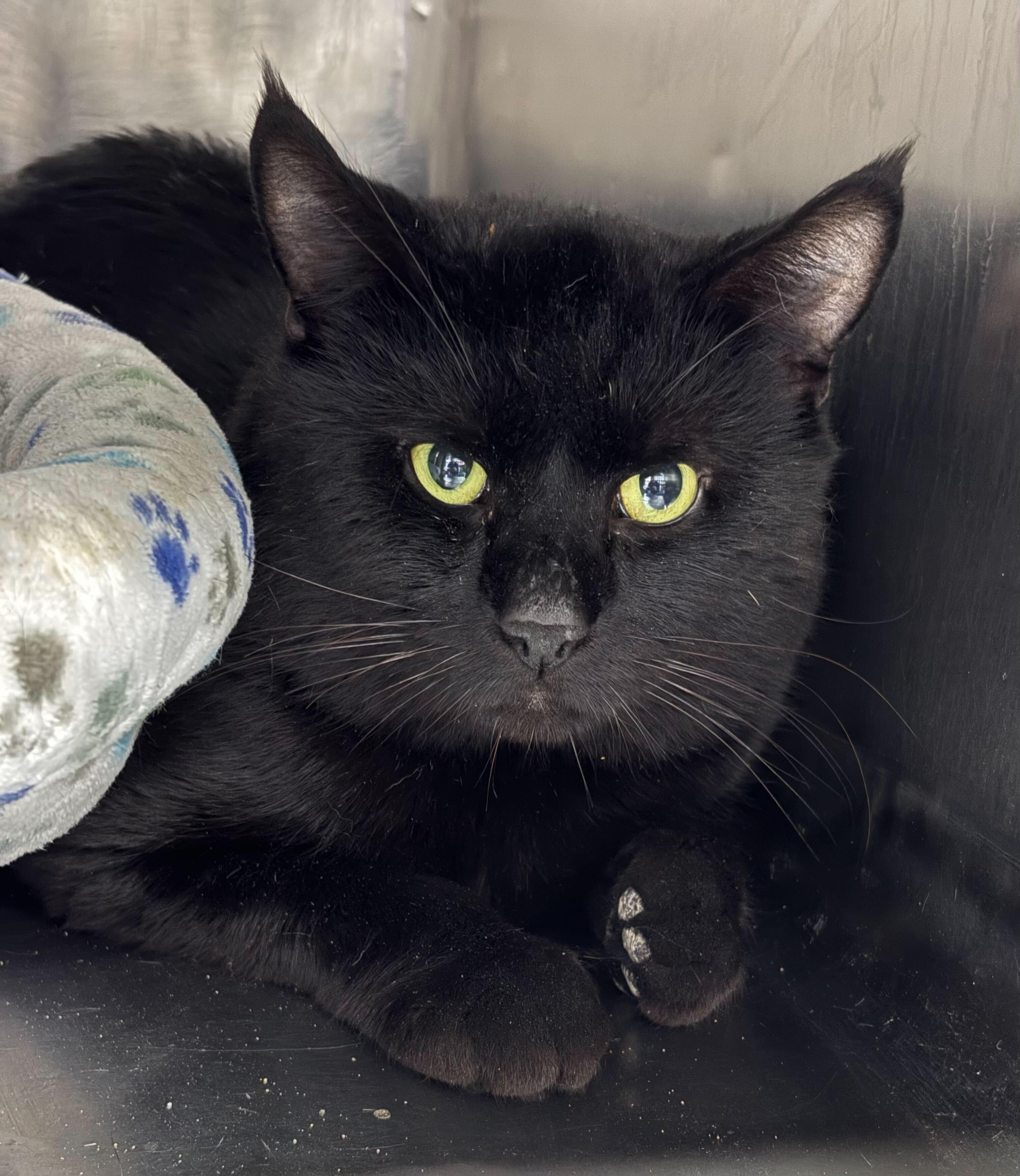 Enlarge Leonard, an adopted Domestic Short Hair in Waltham, MA image 3/4