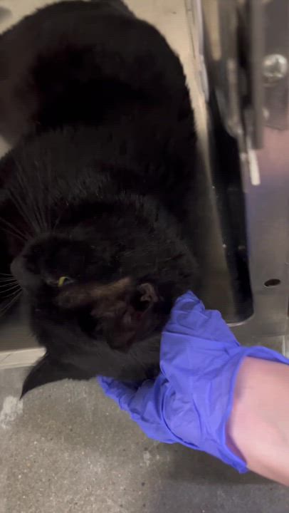 Enlarge Leonard, an adopted Domestic Short Hair in Waltham, MA video 2/4