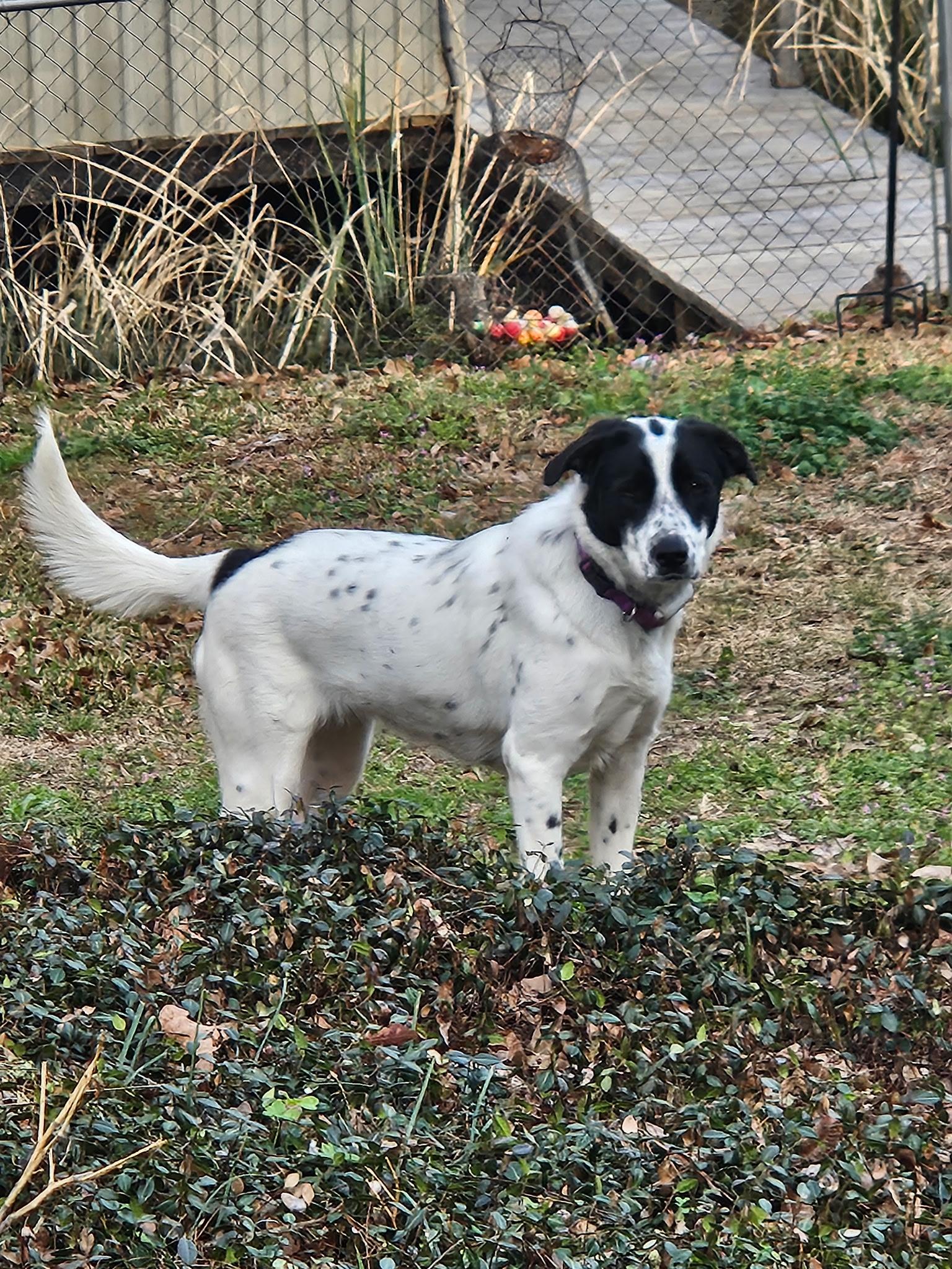 Tessie, a ADOPTABLE mixed breed in Mount Pleasant, TX image 2/2