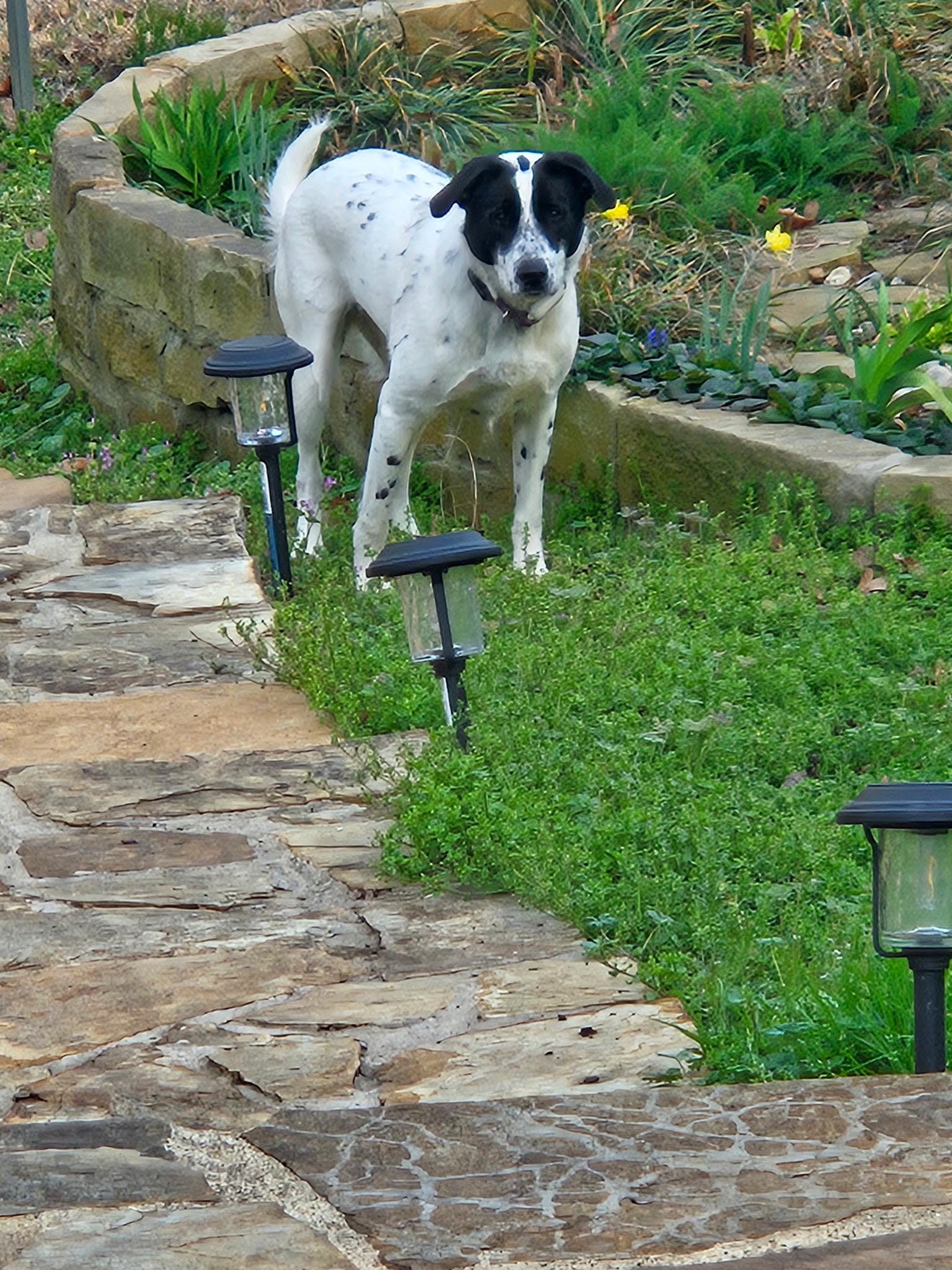 Tessie, ADOPTABLE, Young Female Labrador Retriever.