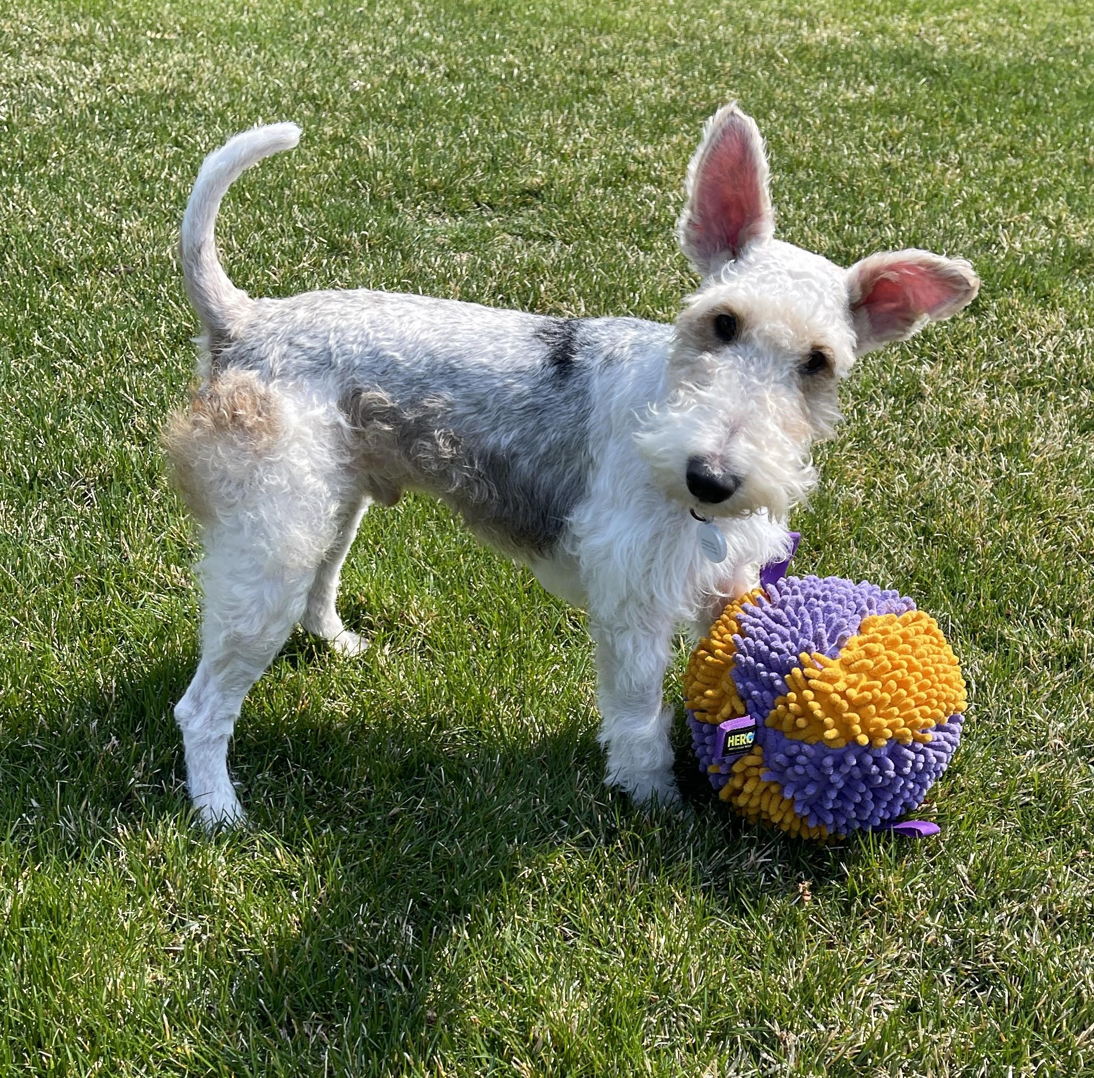Enlarge LENNY, a ADOPTABLE Wire Fox Terrier in Mokena, IL image 2/6