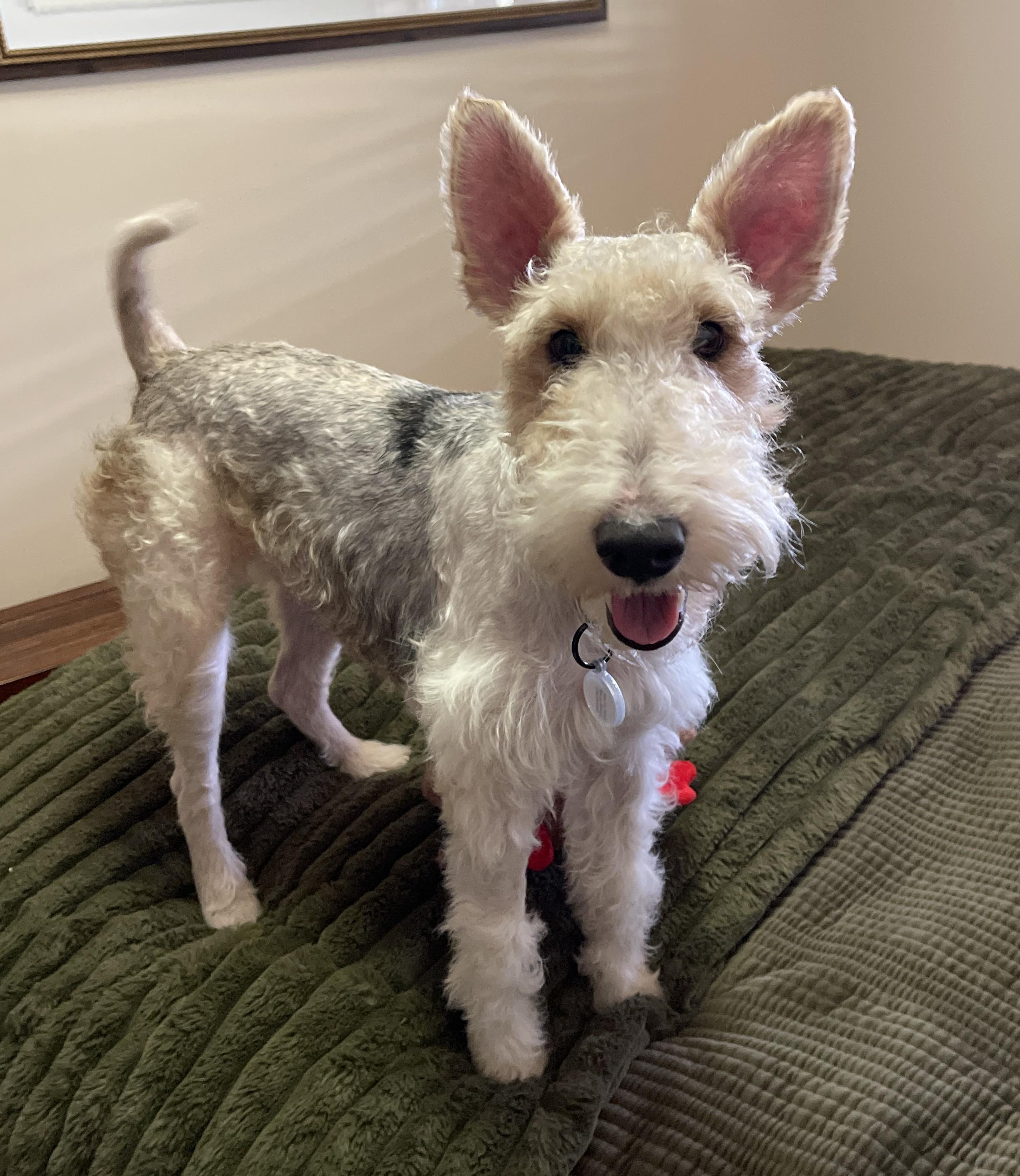 Enlarge LENNY, a ADOPTABLE Wire Fox Terrier in Mokena, IL image 4/6