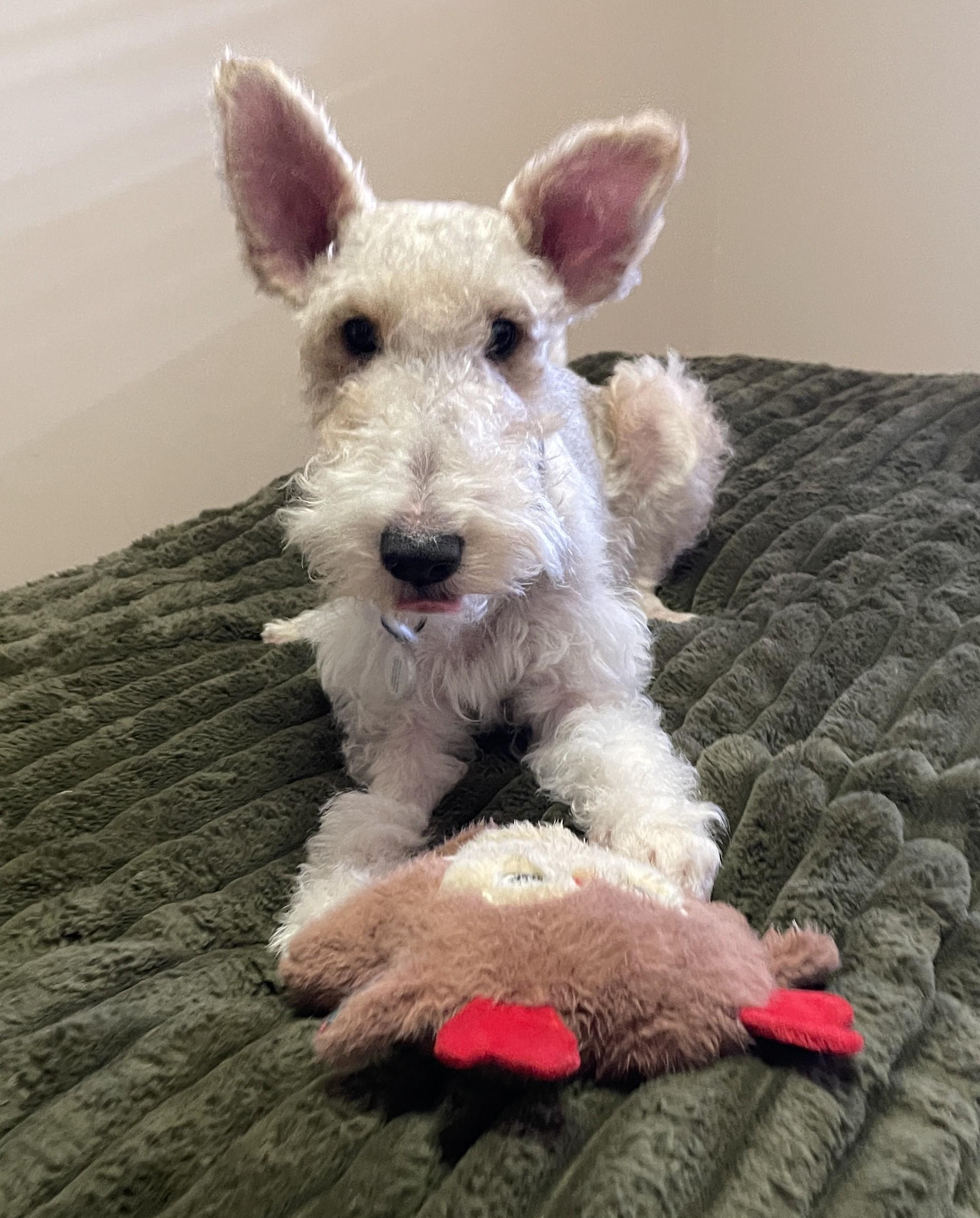 Enlarge LENNY, a ADOPTABLE Wire Fox Terrier in Mokena, IL image 5/6