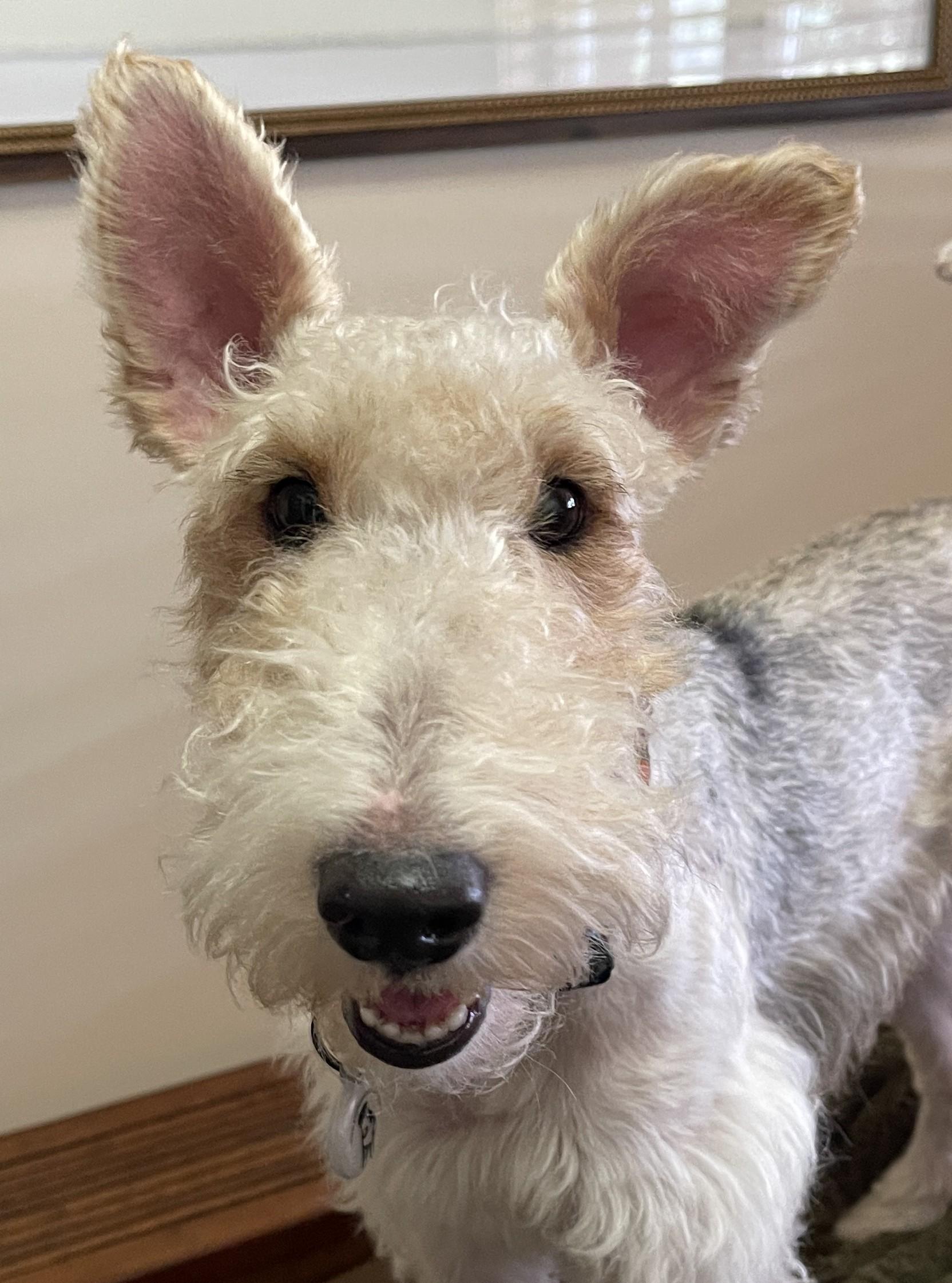 Enlarge LENNY, a ADOPTABLE Wire Fox Terrier in Mokena, IL image 1/6