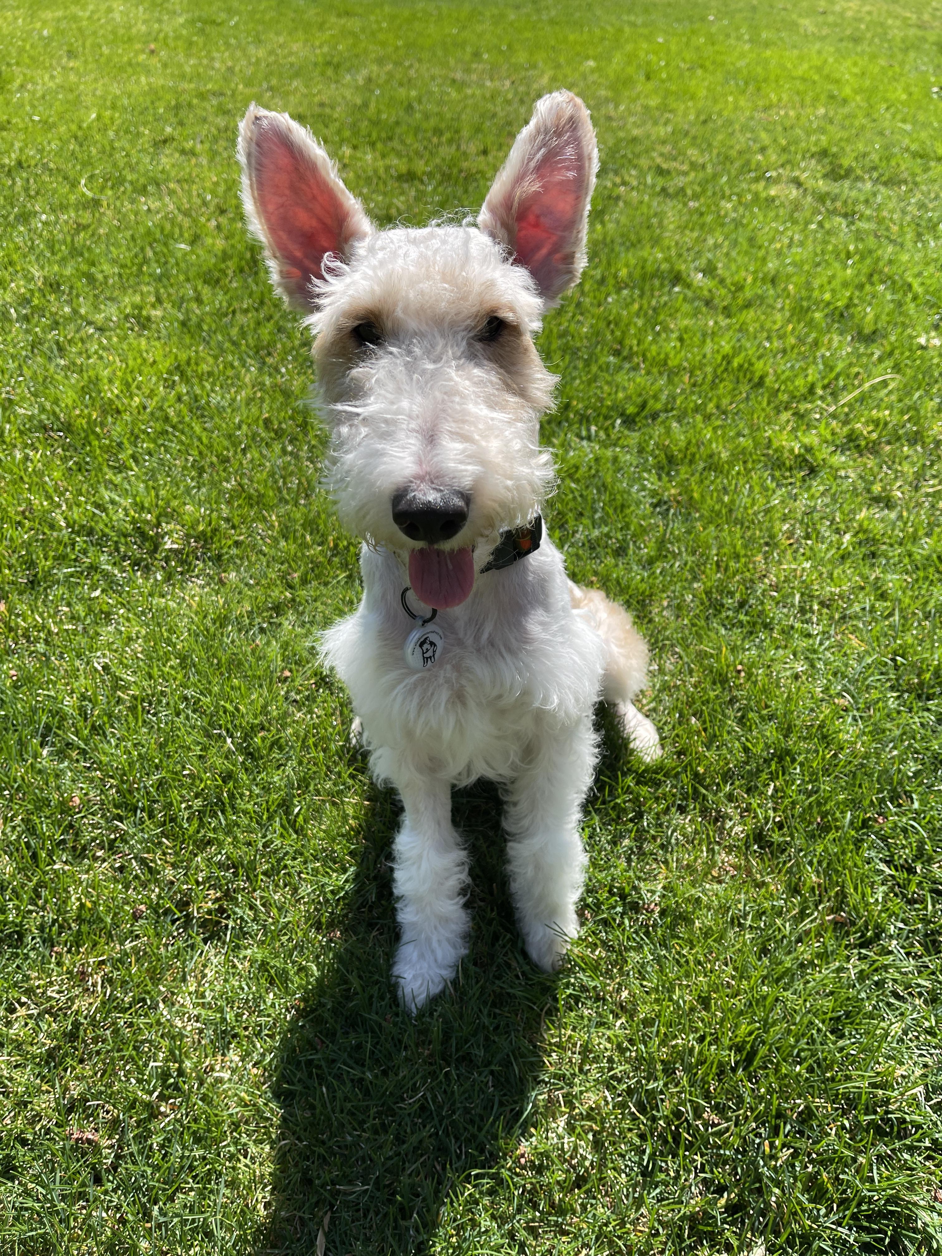 Enlarge LENNY, a ADOPTABLE Wire Fox Terrier in Mokena, IL image 6/6