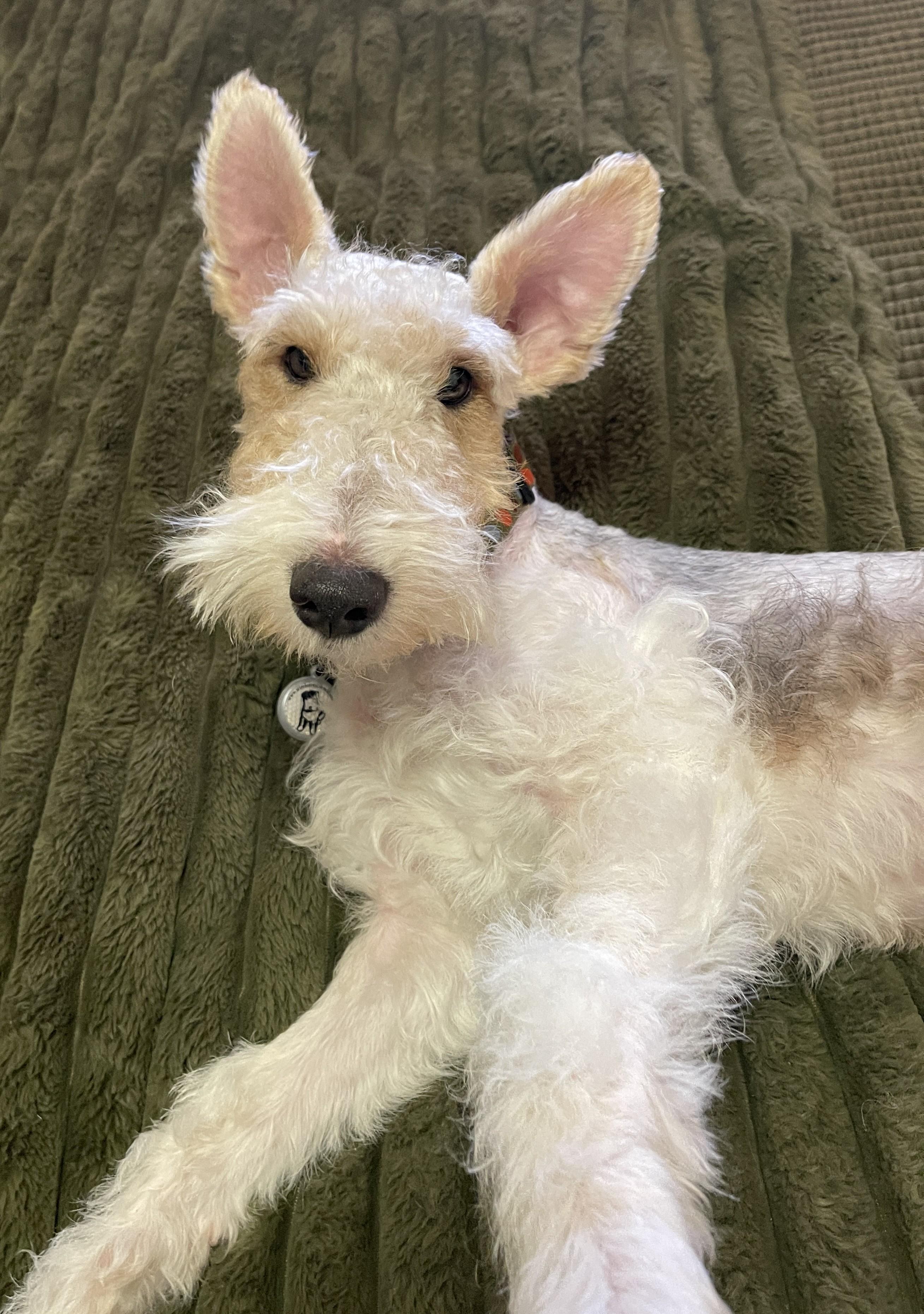 Enlarge LENNY, a ADOPTABLE Wire Fox Terrier in Mokena, IL image 3/6