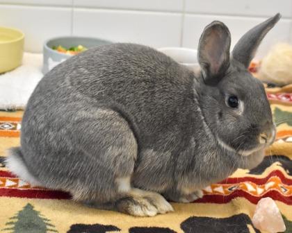 Lauren, Adoptable, Baby Female American & Bunny Rabbit.