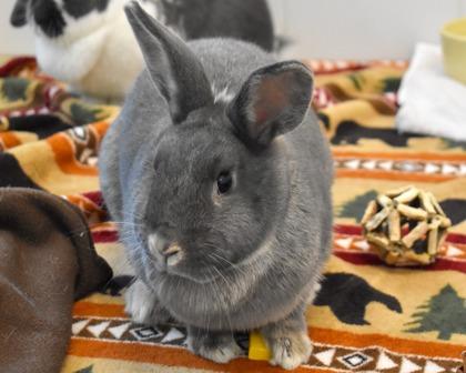 Enlarge Lauren, a Adoptable mixed breed in West Seneca, NY image 2/3