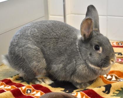 Enlarge Lauren, a Adoptable mixed breed in West Seneca, NY image 3/3