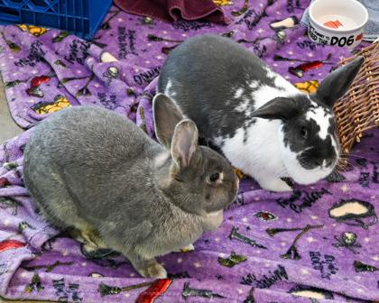Lauren, Adoptable, Baby Female American & Bunny Rabbit.