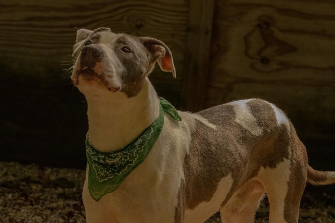 Bronx, Adoptable, Adult Male American Staffordshire Terrier & Mixed Breed.