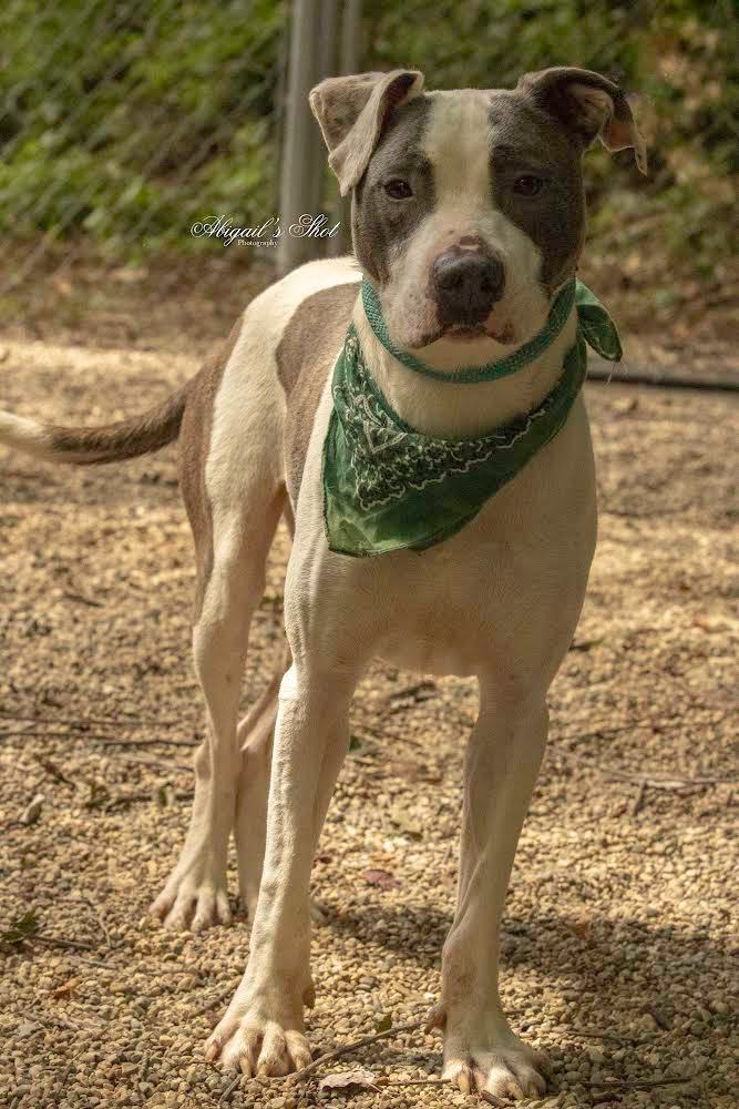Bronx, a Adoptable mixed breed in fennville, MI image 3/5