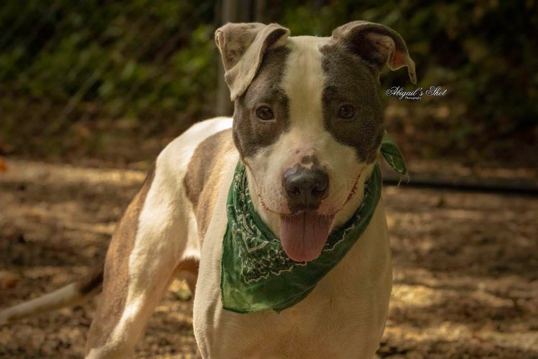 Bronx, a Adoptable mixed breed in fennville, MI image 4/5