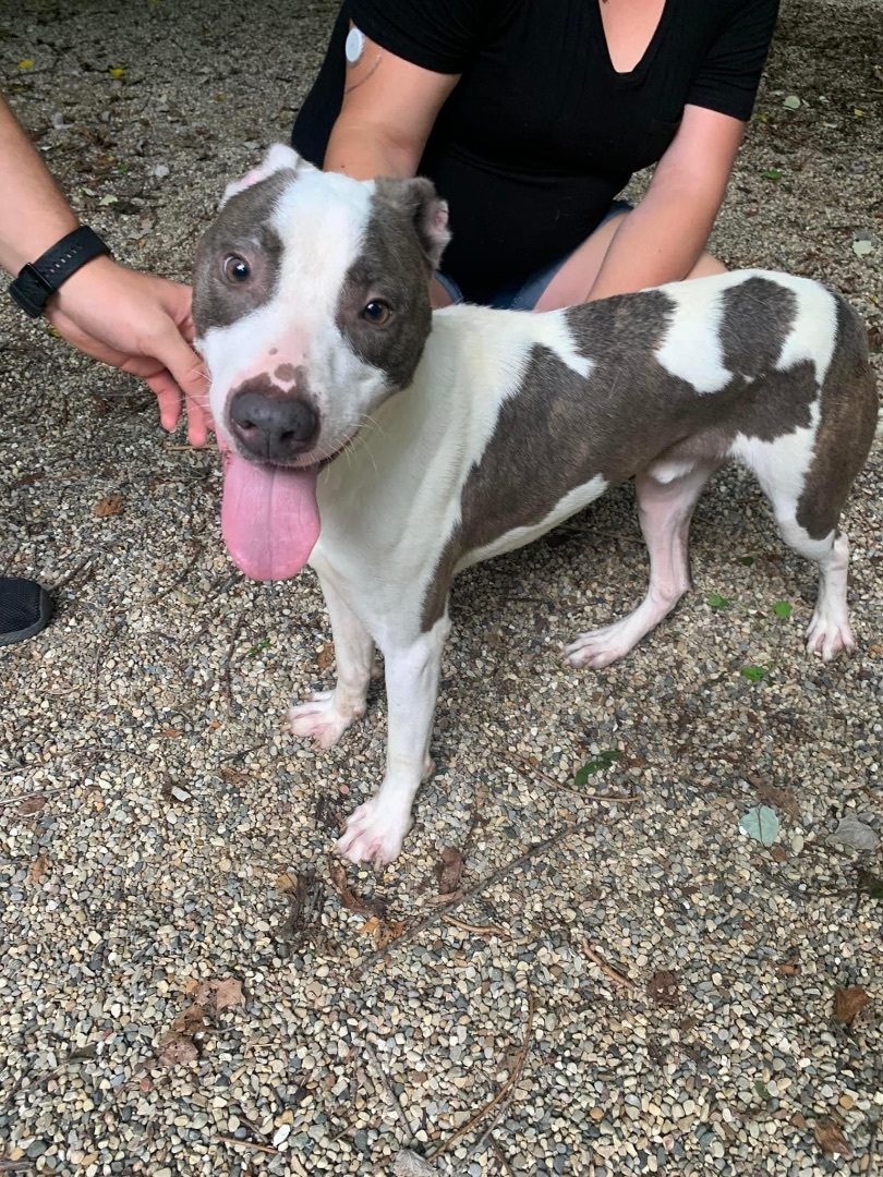 Bronx, a Adoptable mixed breed in fennville, MI image 5/5