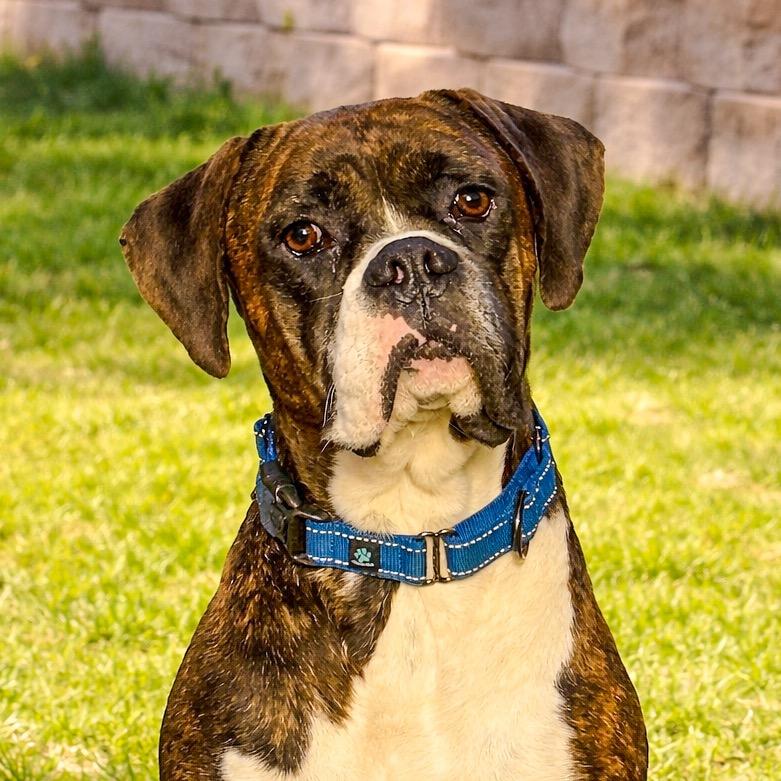Disco, Adoptable, Adult Male Boxer.