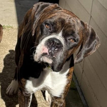Enlarge Disco, a Adoptable Boxer in McMinnville, OR image 2/3