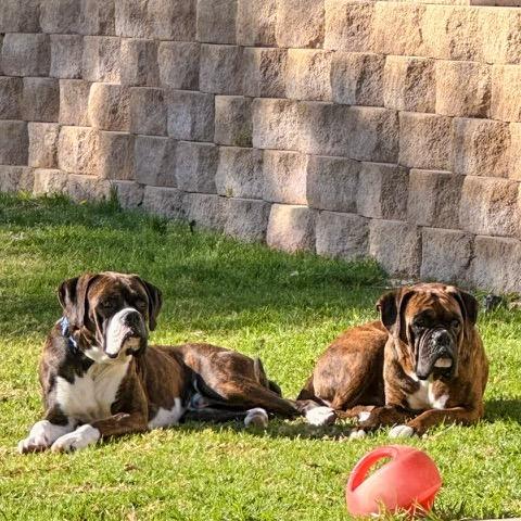 Enlarge Disco, a Adoptable Boxer in McMinnville, OR image 3/3