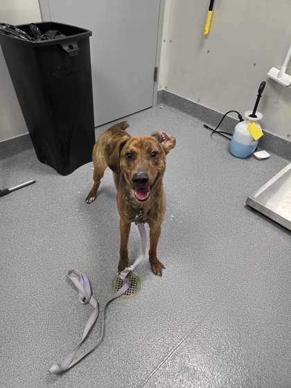 Slinky — thumbnail 2