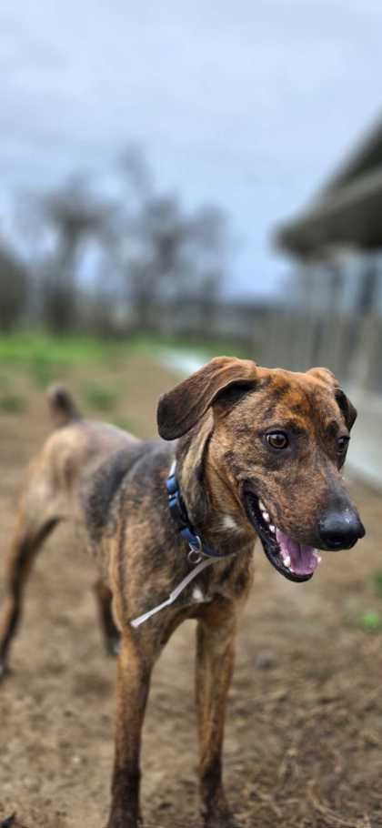 Slinky — thumbnail 4