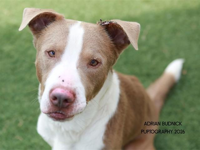 Enlarge Bucatini, a ADOPTABLE Mixed Breed in Nashville, TN image 1/2