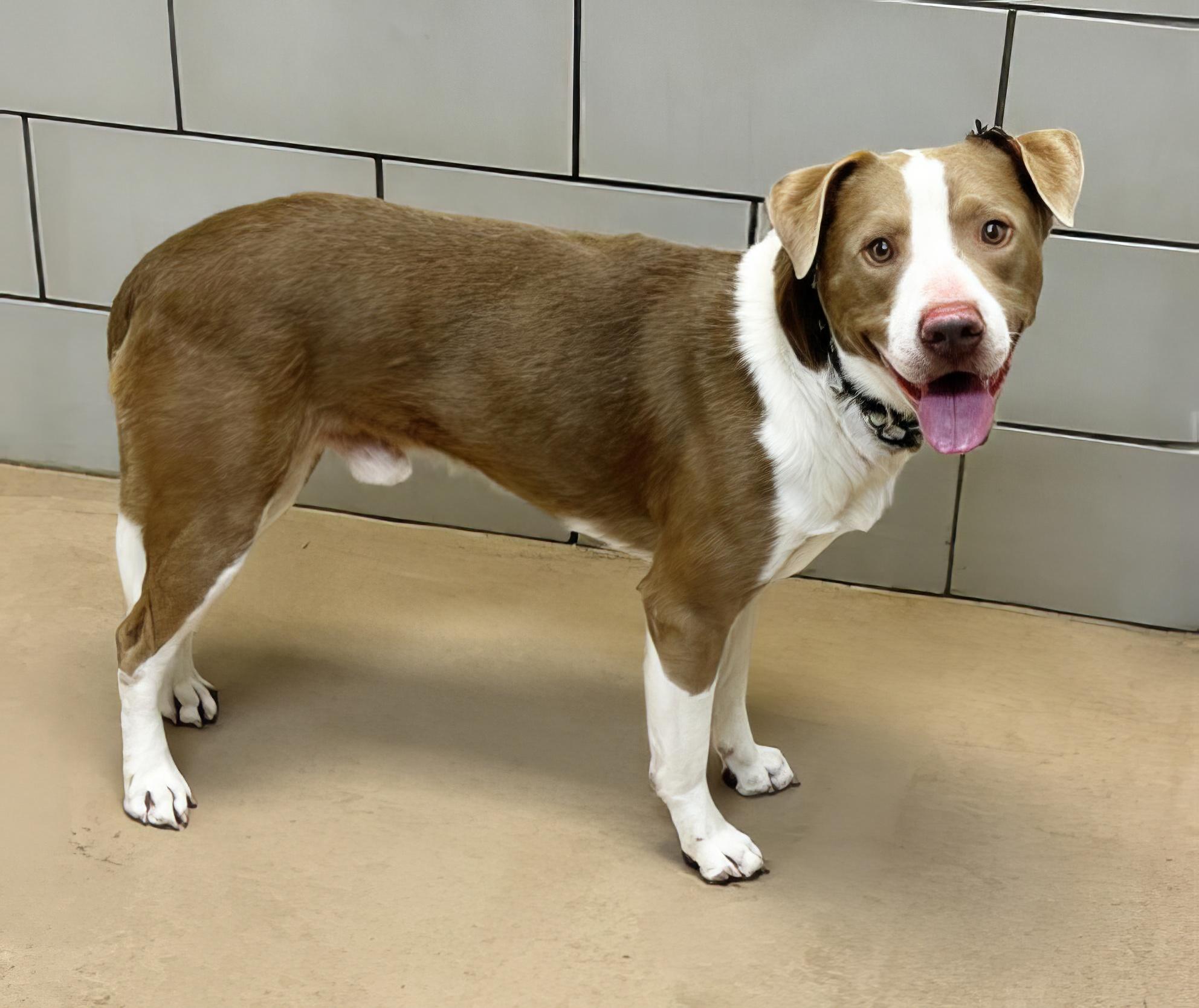 Enlarge Bucatini, a ADOPTABLE Mixed Breed in Nashville, TN image 2/2