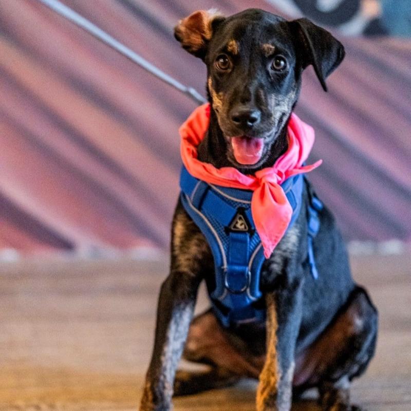 Remy, adopted, Young Female German Shepherd Dog & Rottweiler.