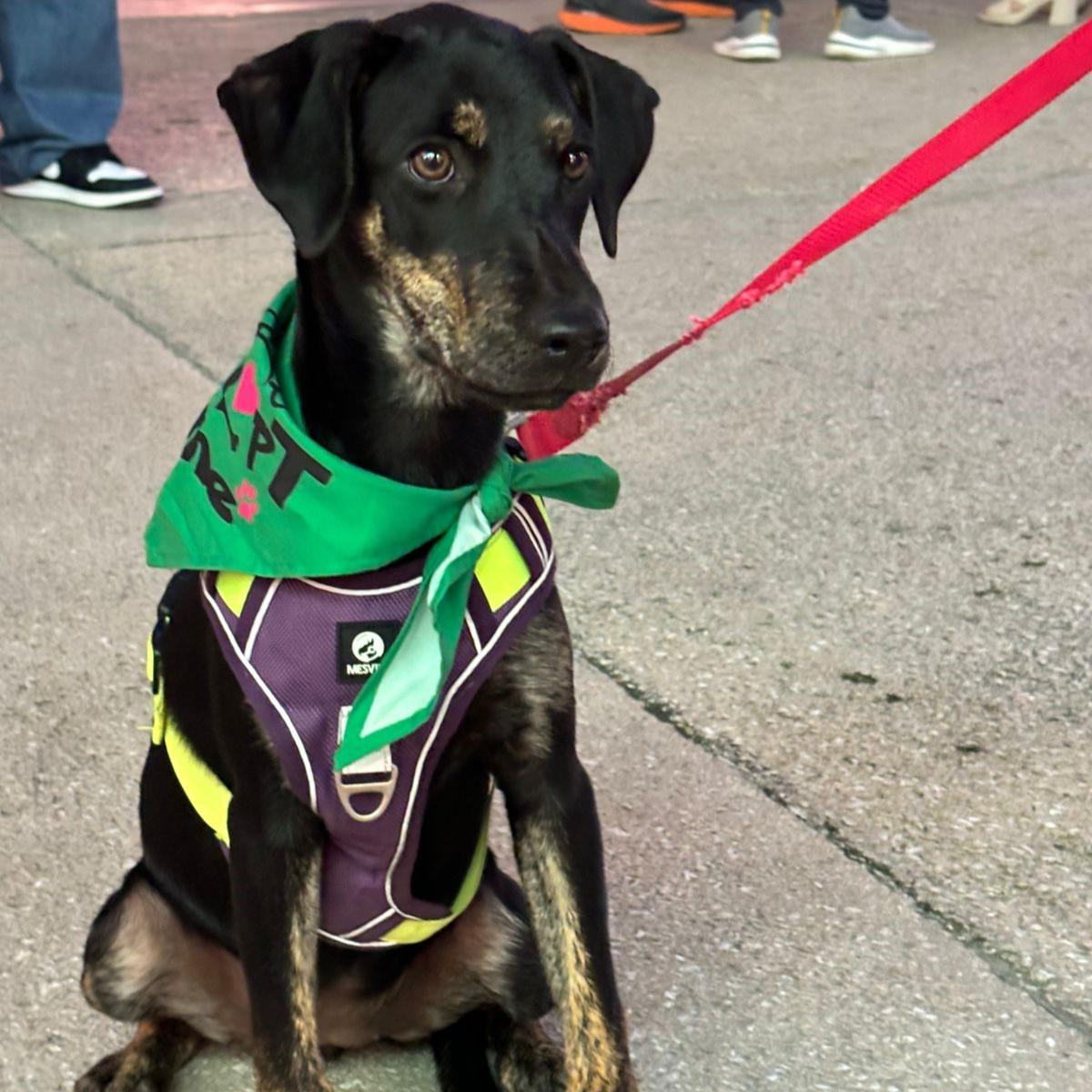 Remy, an adoptable German Shepherd Dog, Rottweiler in Incline Village, NV, 89451 | Photo Image 4