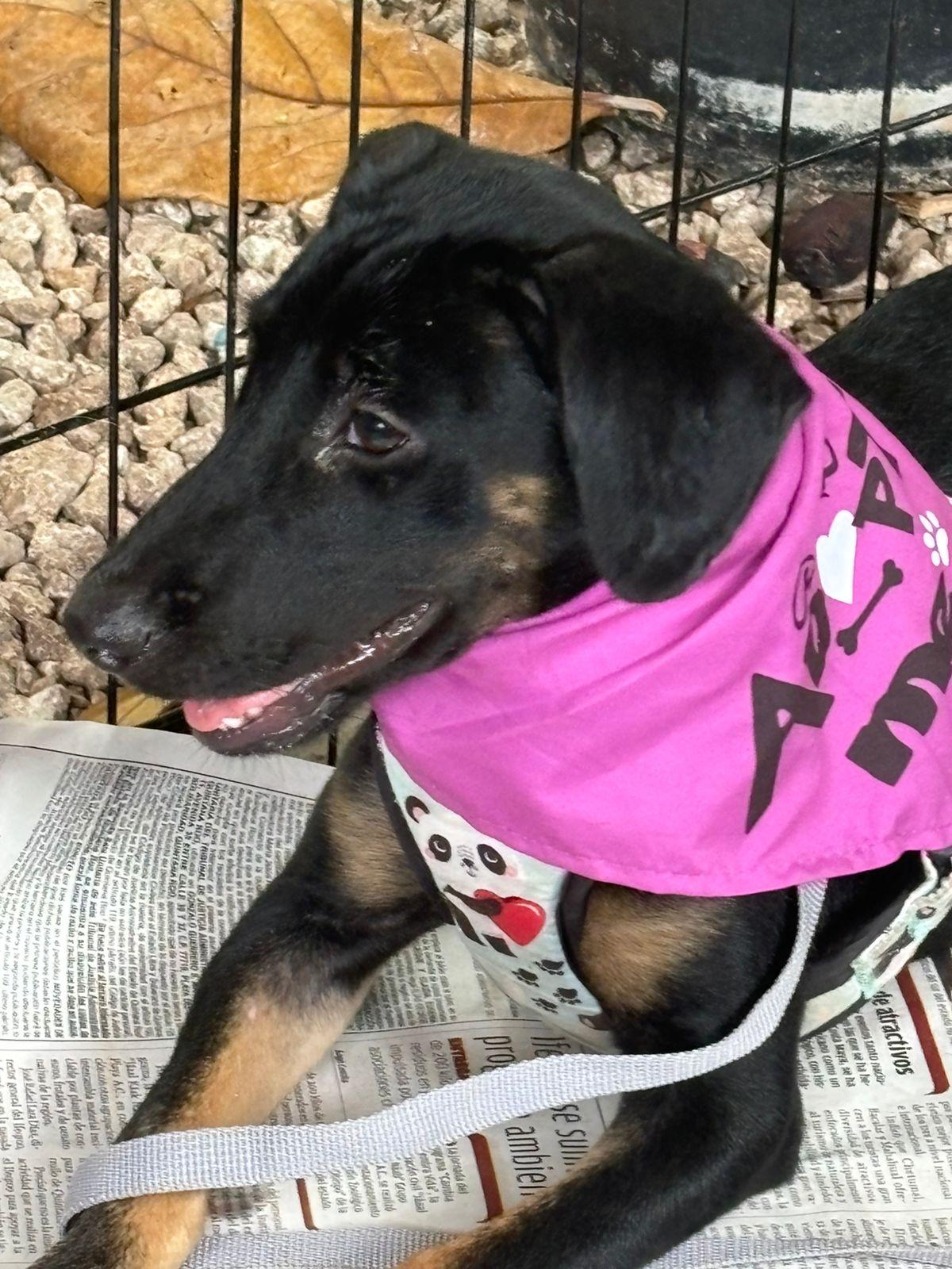 Remy, an adoptable German Shepherd Dog, Rottweiler in Incline Village, NV, 89451 | Photo Image 3