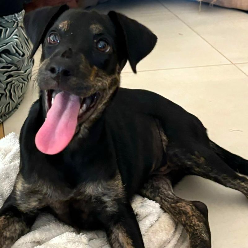 Remy, an adoptable German Shepherd Dog, Rottweiler in Incline Village, NV, 89451 | Photo Image 2