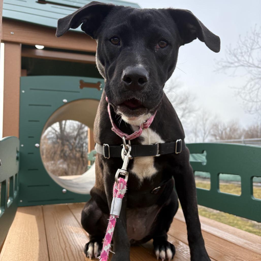 Sprinkles, a Adoptable Mixed Breed in Waukesha, WI image 1/3
