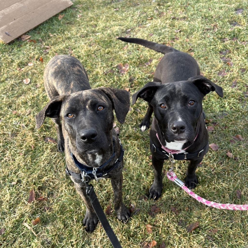 Sprinkles, a Adoptable Mixed Breed in Waukesha, WI image 2/3