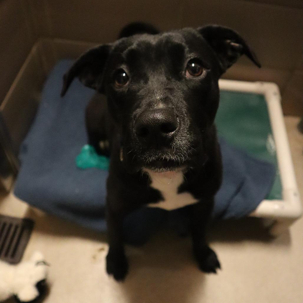 Sprinkles, a Adoptable Mixed Breed in Waukesha, WI image 3/3